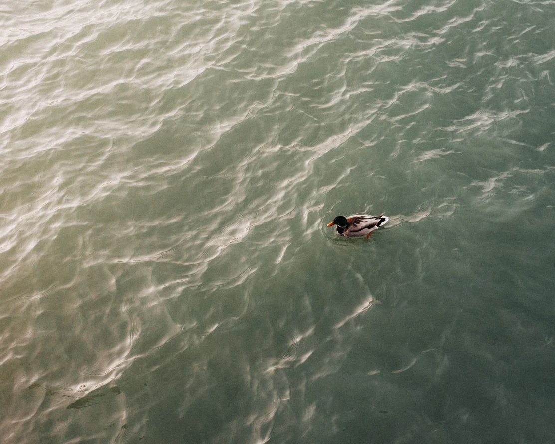 Bodensee03