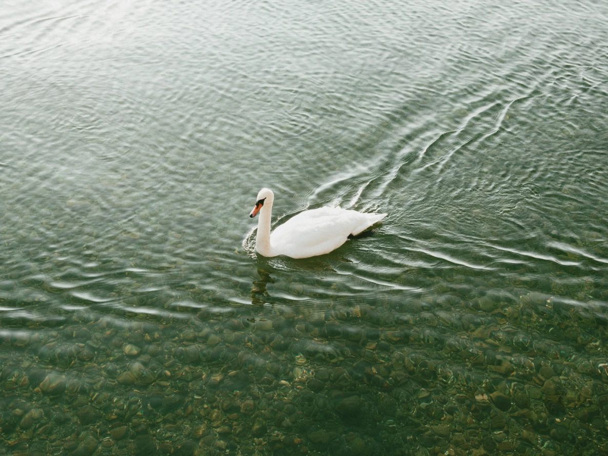 Bodensee05