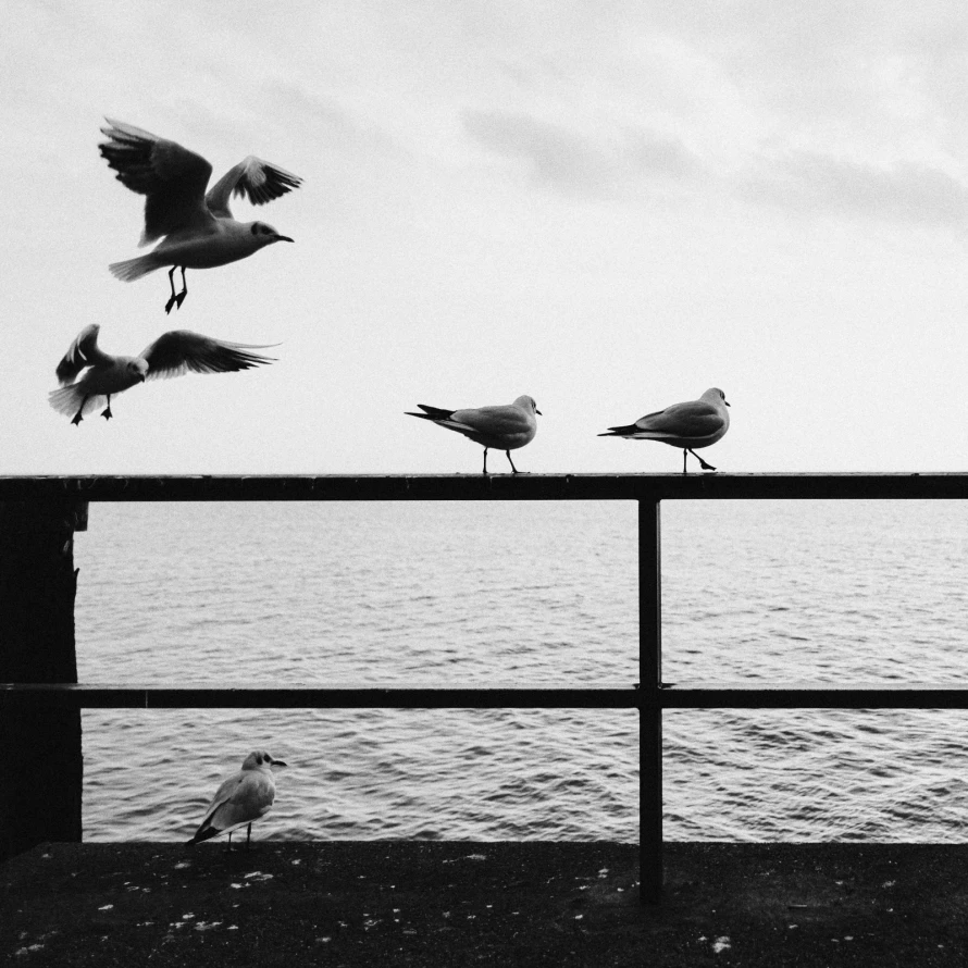Bodensee14