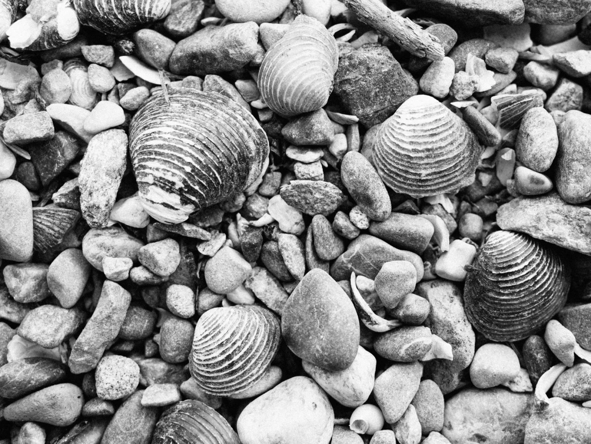 Ja, hier gibt es auch Muscheln