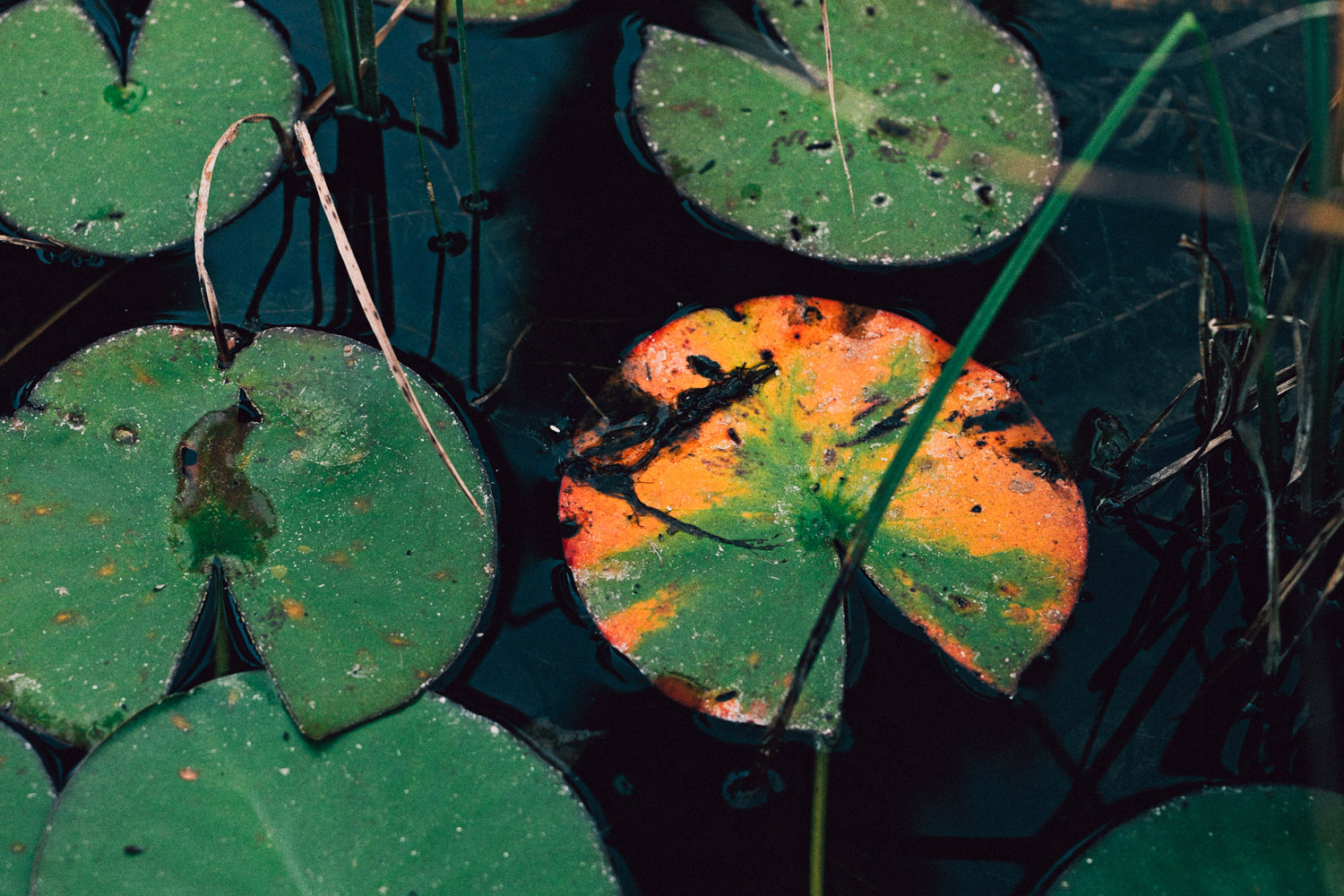 Am Teich